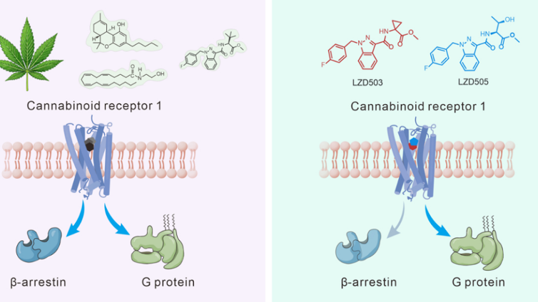 Chinese scientists unlock potent, addiction-free pain relief