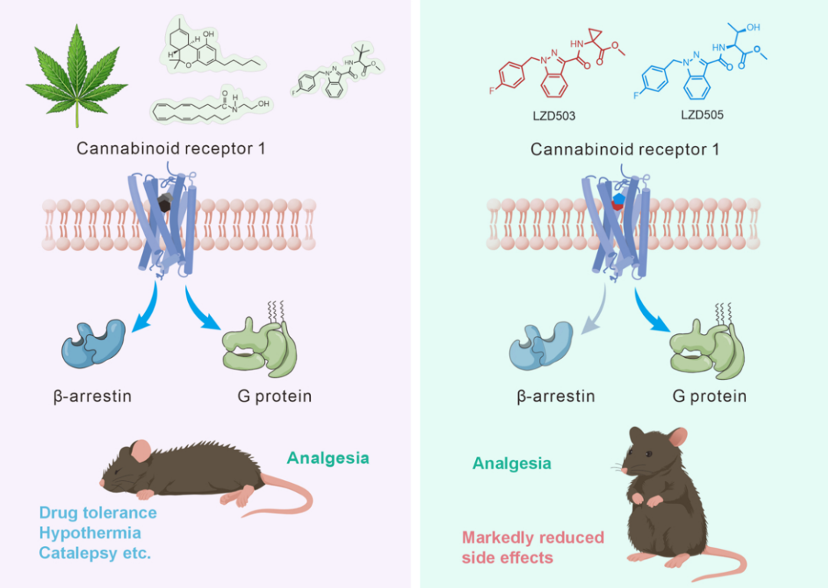 Comparison between traditional CB1 agonists and rationally designed biased small molecules. /Zhejiang University