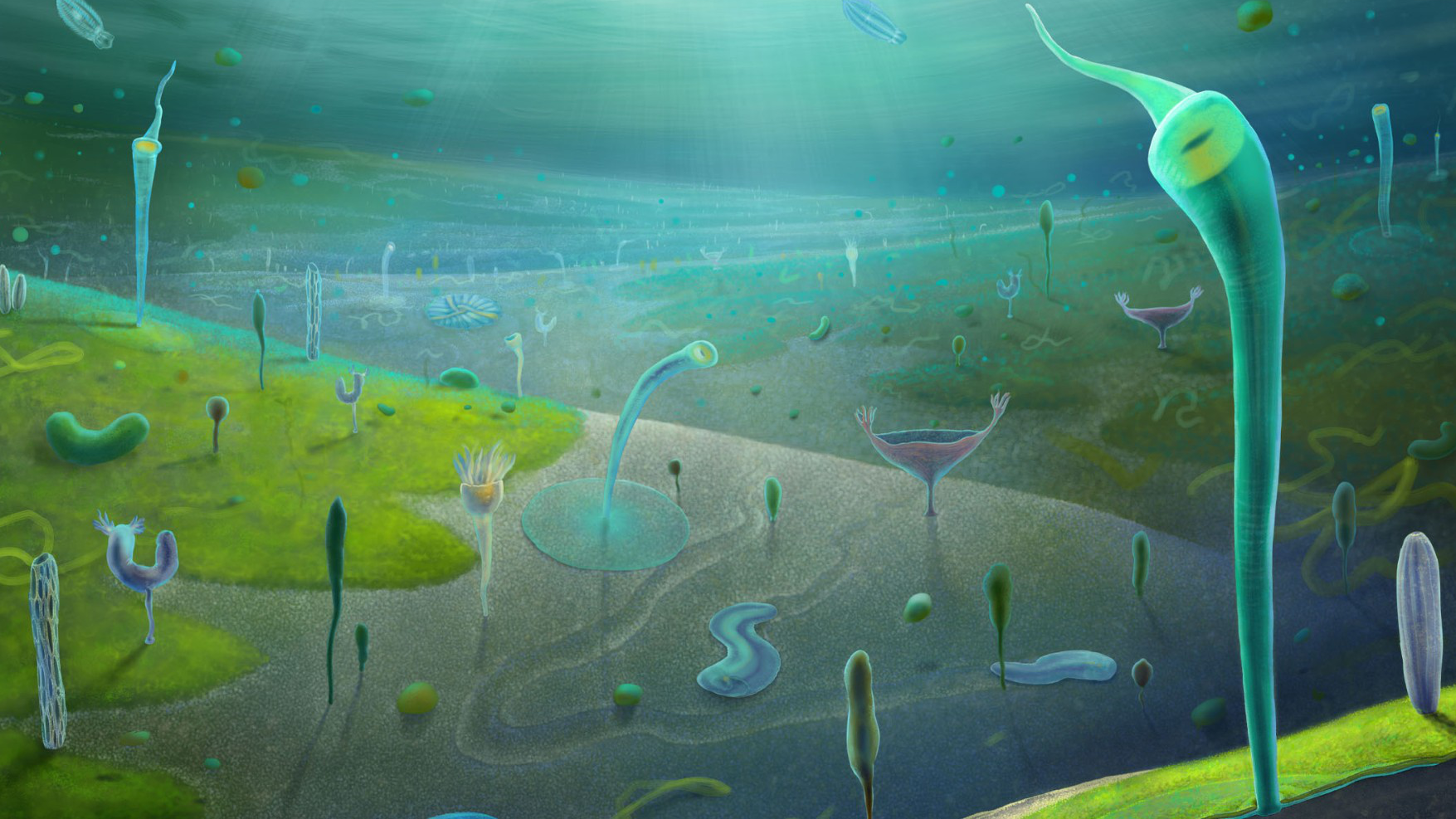 An illustration of the reconstruction of the Jiangchuan biota, an assemblage of early animals represented by fossils from a newly discovered fossil site in China's Yunnan Province dating to about 554 to 539 million years ago. /Xiaodong Wang