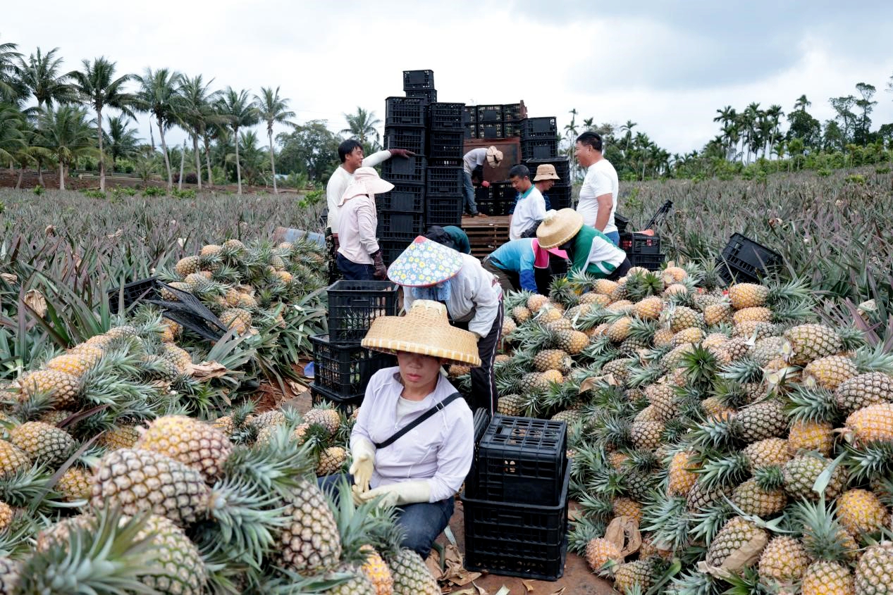 Farmers are busy picking, sorting, and boxing golden pineapples in Wenchang, Hainan. /Photo provided to CGTN