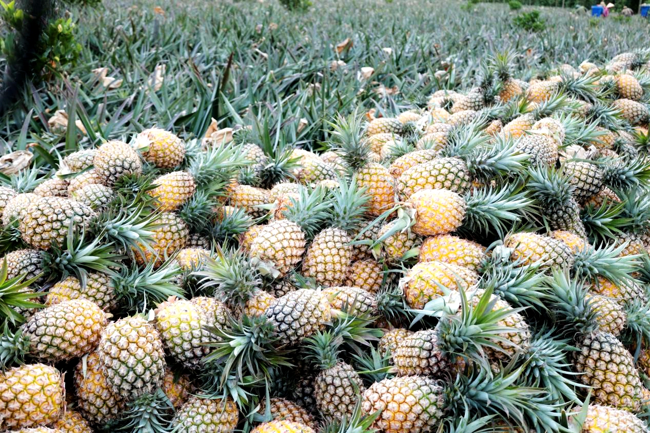 Pineapples in Wenchang have ushered in their harvest season, filling the air with tropical sweetness. /Photo provided to CGTN