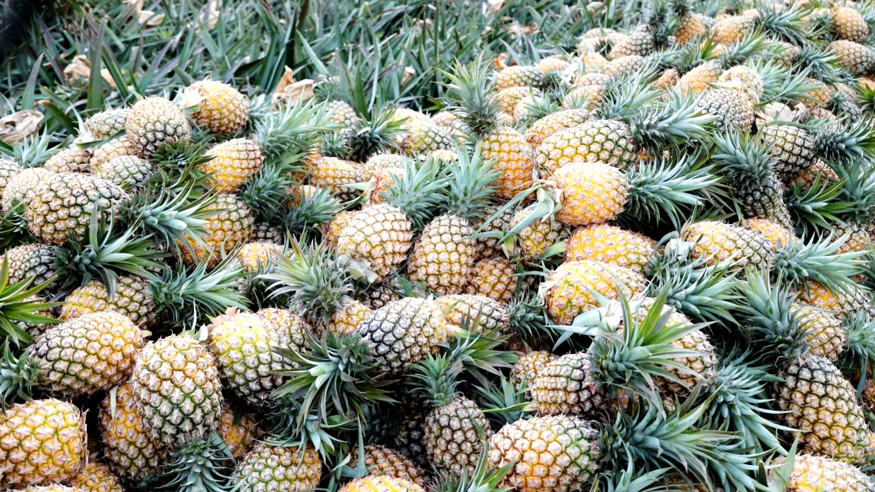 Pineapple season in Wenchang: A sweet step forward for rural revival