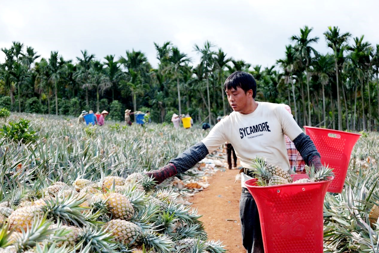 Farmers are busy picking, sorting, and boxing golden pineapples in Wenchang, Hainan. /Photo provided to CGTN