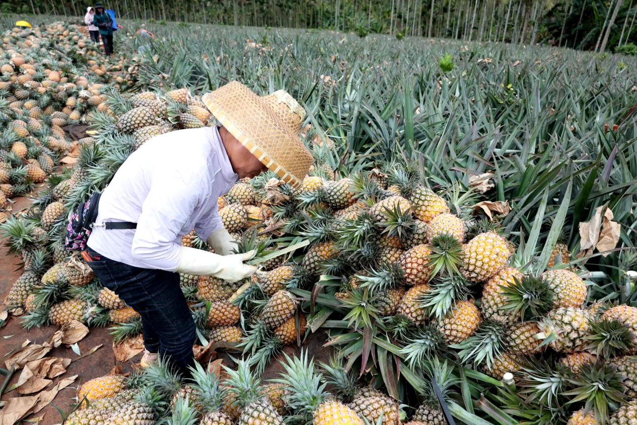 Farmers are busy picking, sorting, and boxing golden pineapples in Wenchang, Hainan. /Photo provided to CGTN