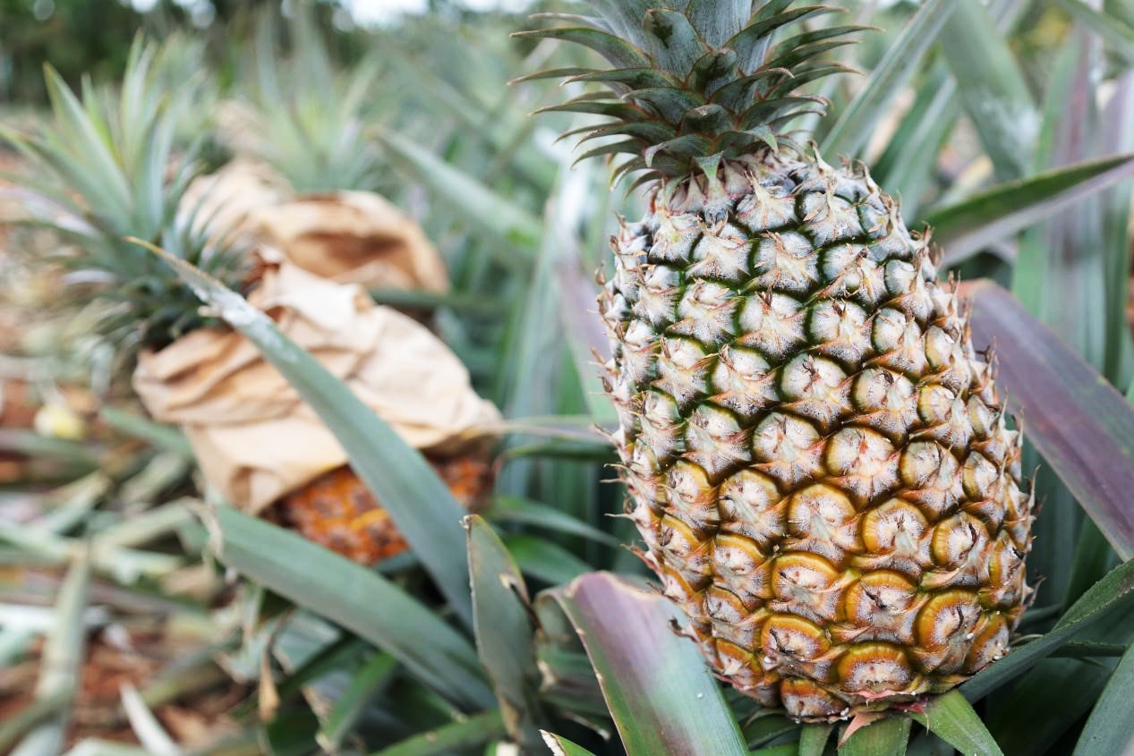 Pineapples in Wenchang have ushered in their harvest season, filling the air with tropical sweetness. /Photo provided to CGTN