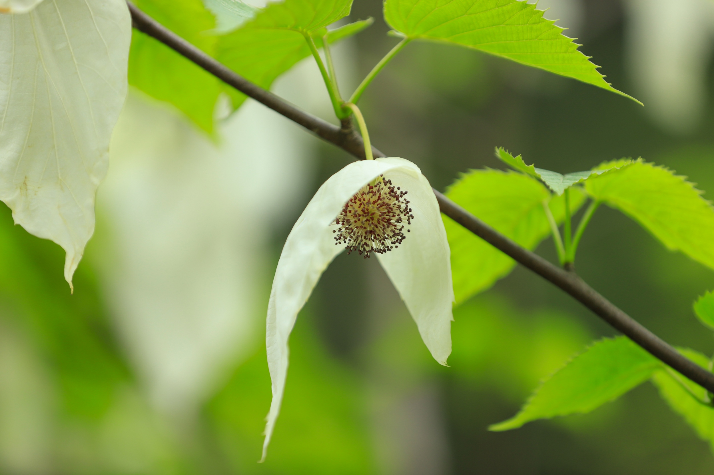 Blooming Chinese dove flowers are seen in the Yinjiang Tujia and Miao Autonomous County, southwest China's Guizhou Province, on April 14, 2026. /Tongren Media Convergence Center