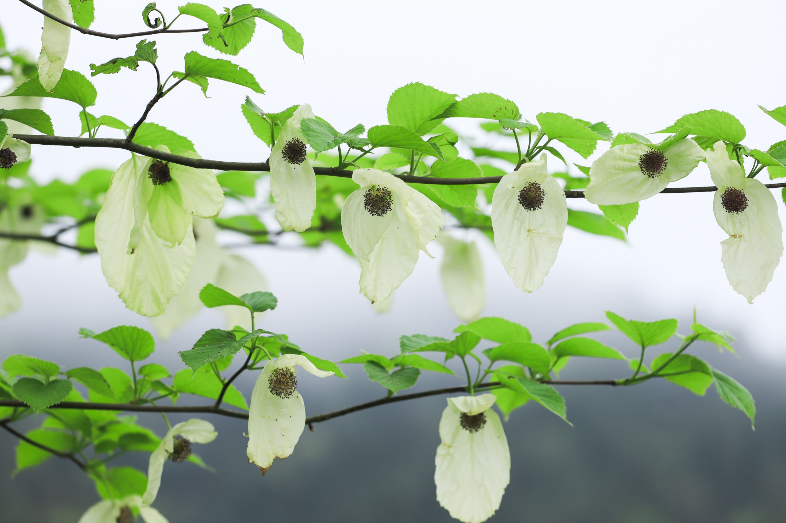 Blooming Chinese dove flowers are seen in the Yinjiang Tujia and Miao Autonomous County, southwest China's Guizhou Province, on April 14, 2026. /Tongren Media Convergence Center