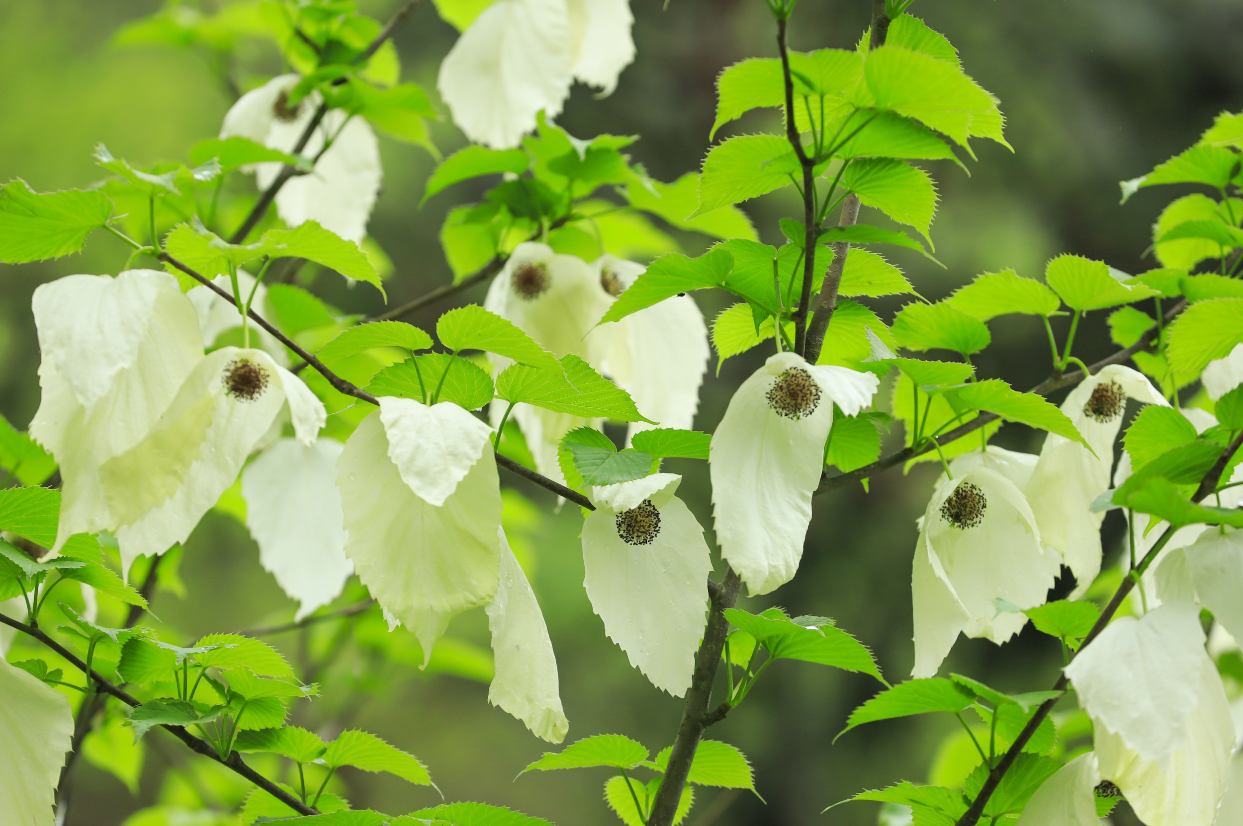 Blooming Chinese dove flowers are seen in the Yinjiang Tujia and Miao Autonomous County, southwest China's Guizhou Province, on April 14, 2026. /Tongren Media Convergence Center