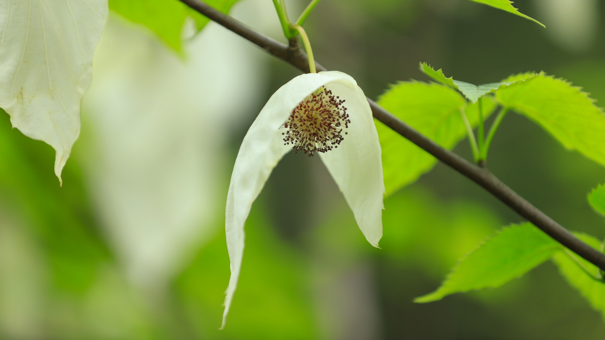 Rare Chinese dove trees in full bloom in Guizhou