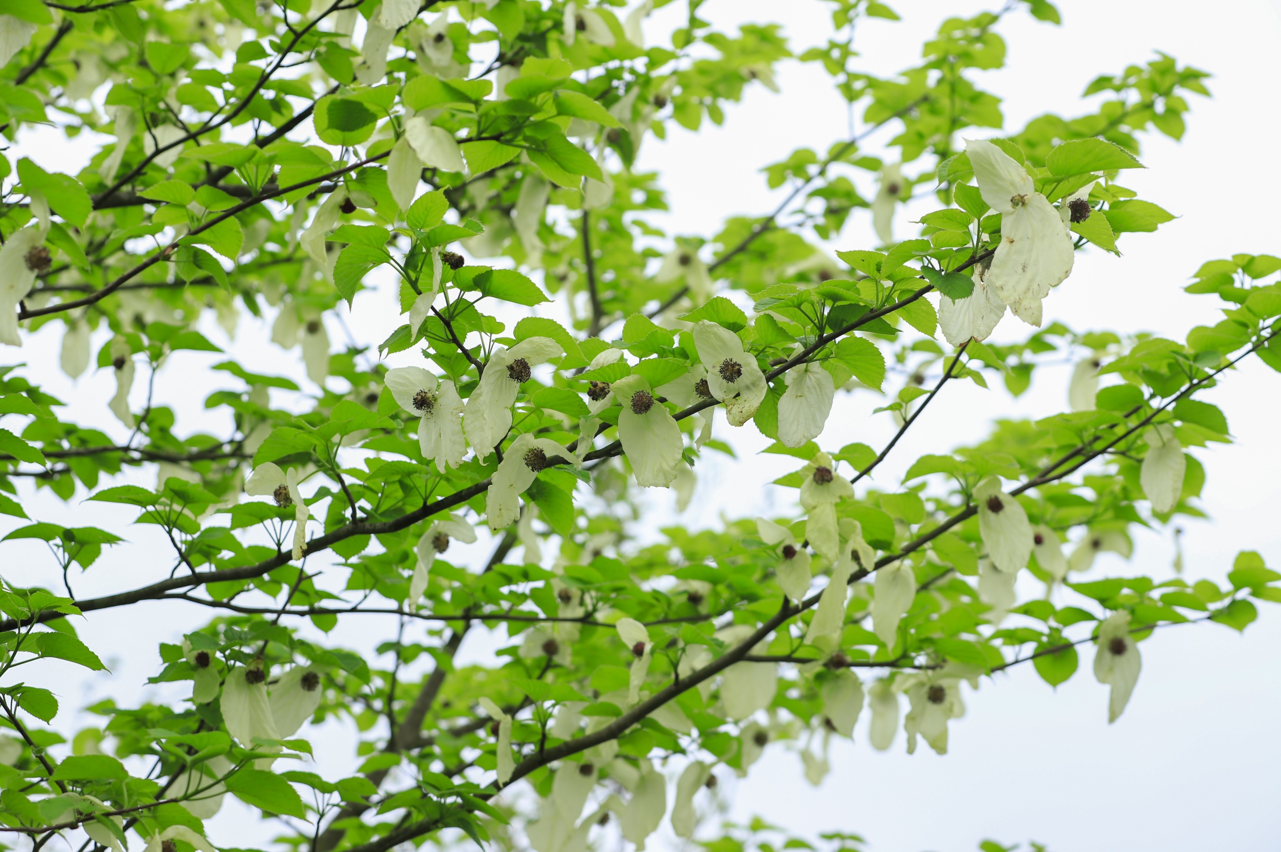 Blooming Chinese dove flowers are seen in the Yinjiang Tujia and Miao Autonomous County, southwest China's Guizhou Province, on April 14, 2026. /Tongren Media Convergence Center