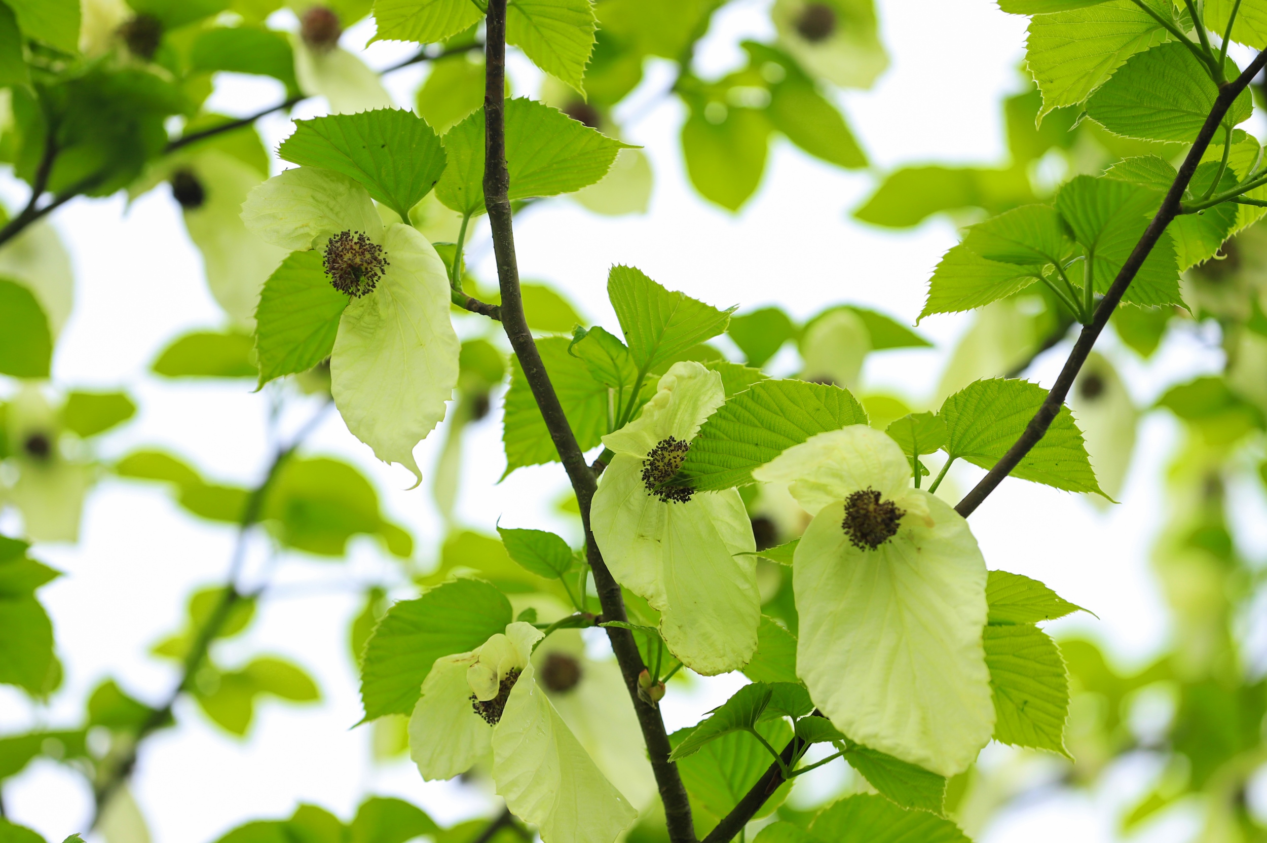 Blooming Chinese dove flowers are seen in the Yinjiang Tujia and Miao Autonomous County, southwest China's Guizhou Province, on April 14, 2026. /Tongren Media Convergence Center