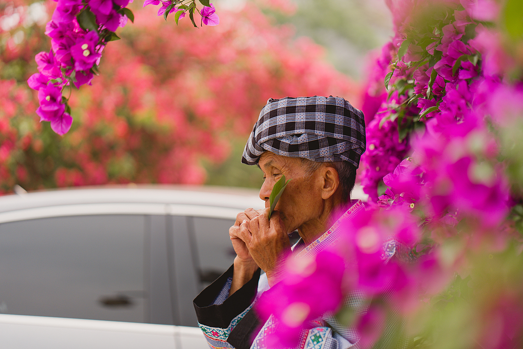 An elderly Buyi man plays a tune using leaves in Wangmo County, Guizhou Province on April 16, 2026. /VCG