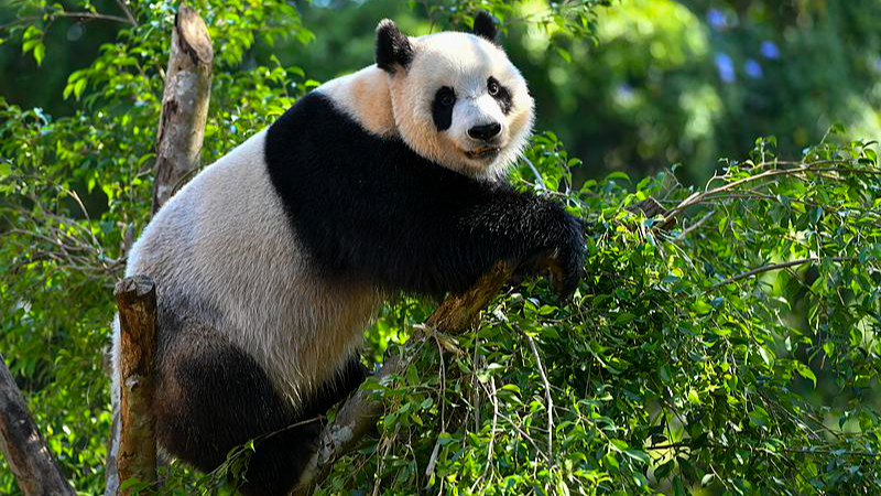Live: Seize the day with panda brothers Gong Gong and Shun Shun at Hainan Tropical Wildlife Park – Ep. 3
