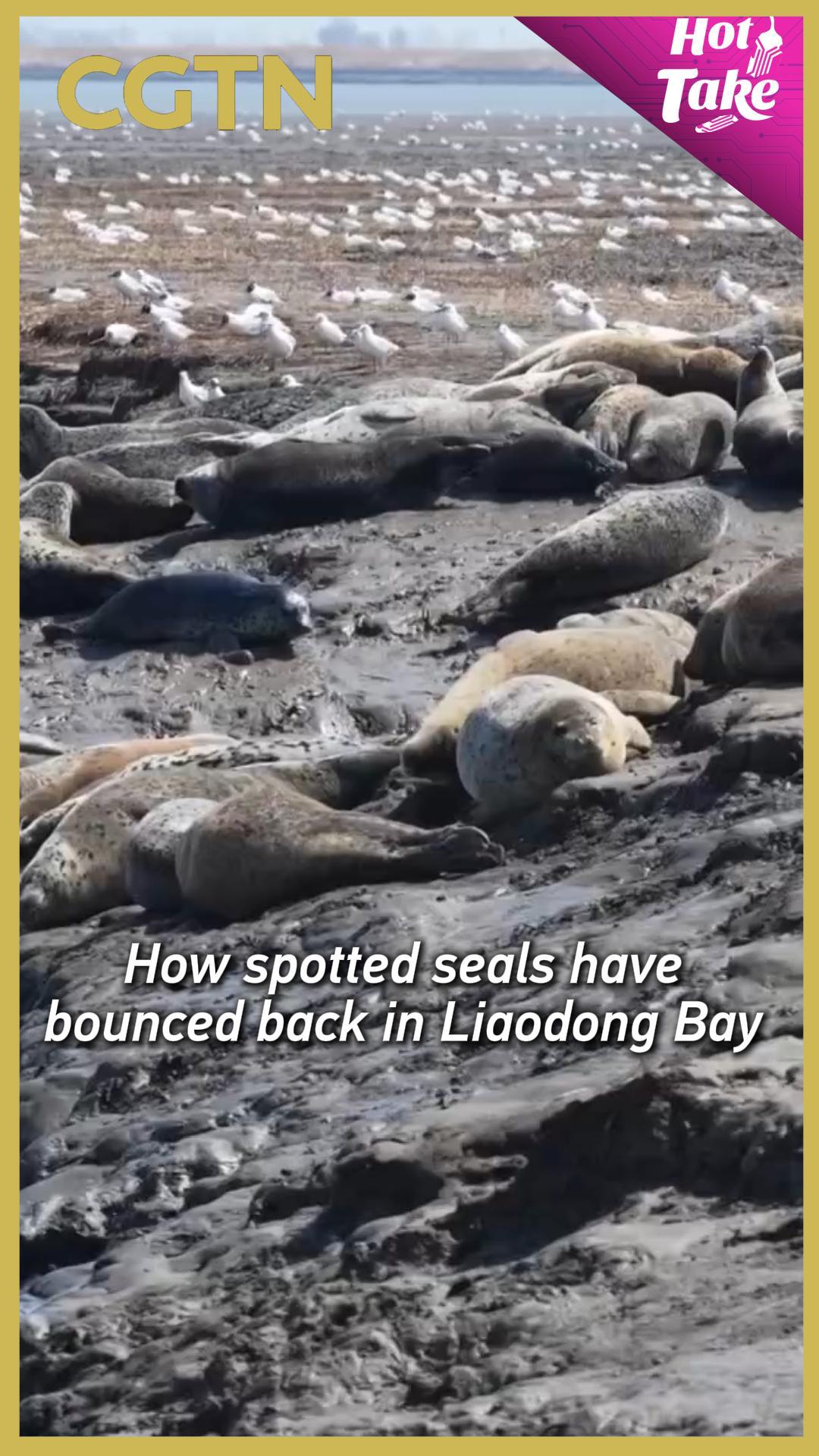 Spotted seals return to Liaodong Bay in ecological recovery