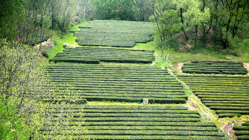 Tea fields are seen from a distance in Rizhao, Shandong Province on April 16, 2026. /VCG