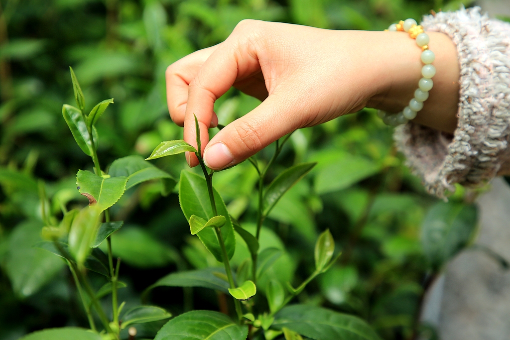 Tender spring tea leaves are carefully picked at a tea field in Rizhao, Shandong Province on April 16, 2026. /VCG