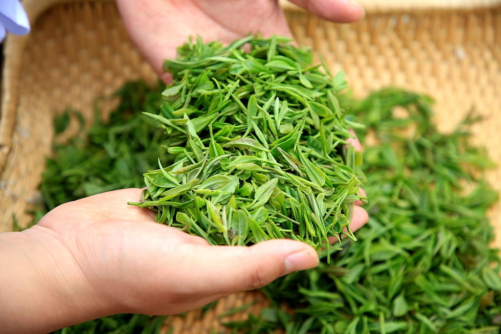 Freshly picked tea leaves are prepared for pan-frying in Rizhao, Shandong Province on April 16, 2026. /VCG