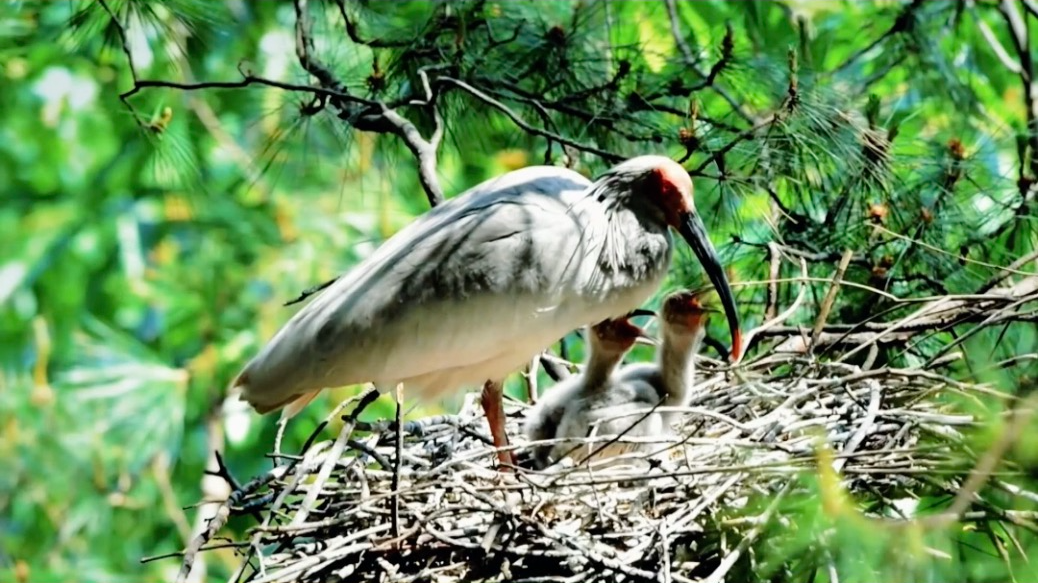 Breeding season brings a surge of life in spring