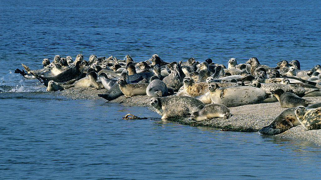 Caspian seals. /VCG