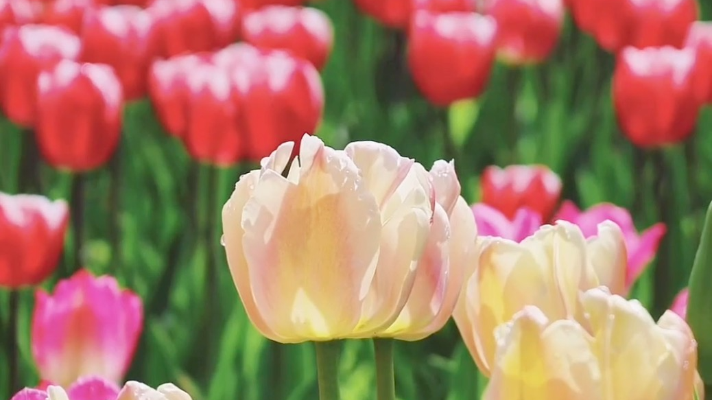 Take a stroll in a painting made of tulips
