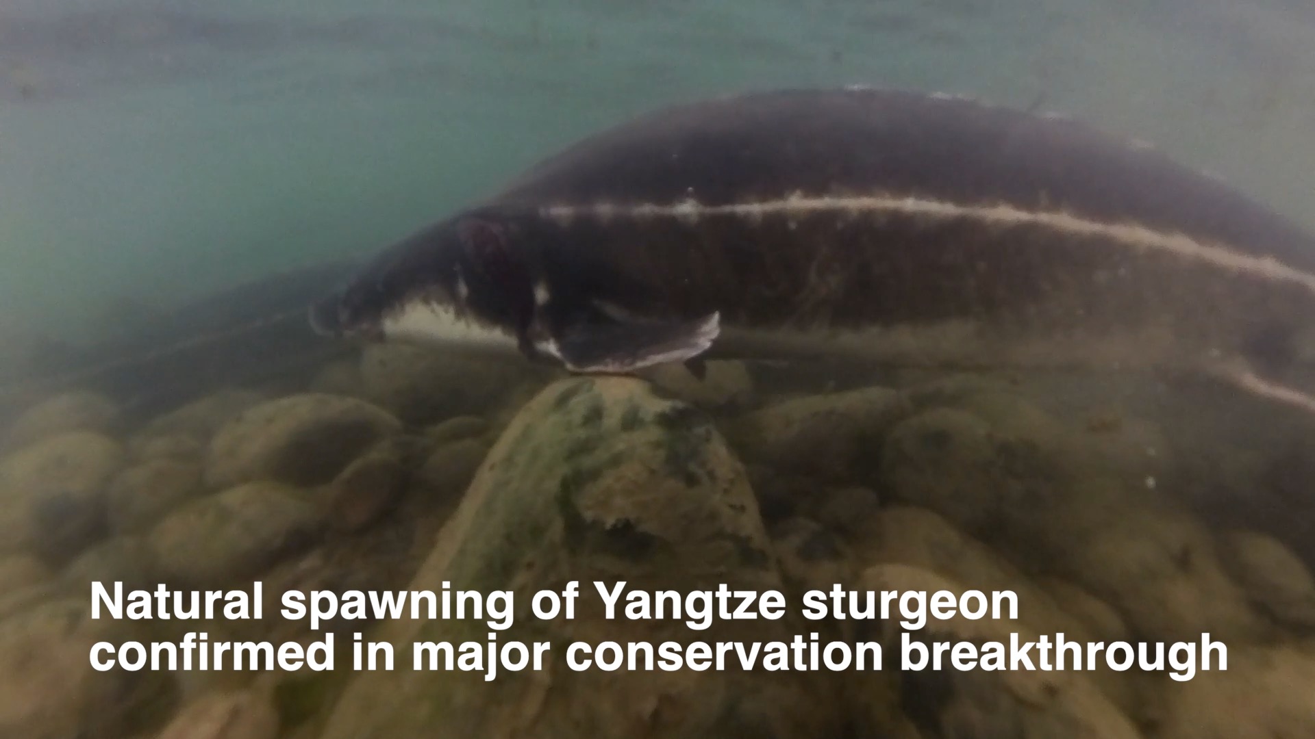Yangtze sturgeon recovery sees breakthrough