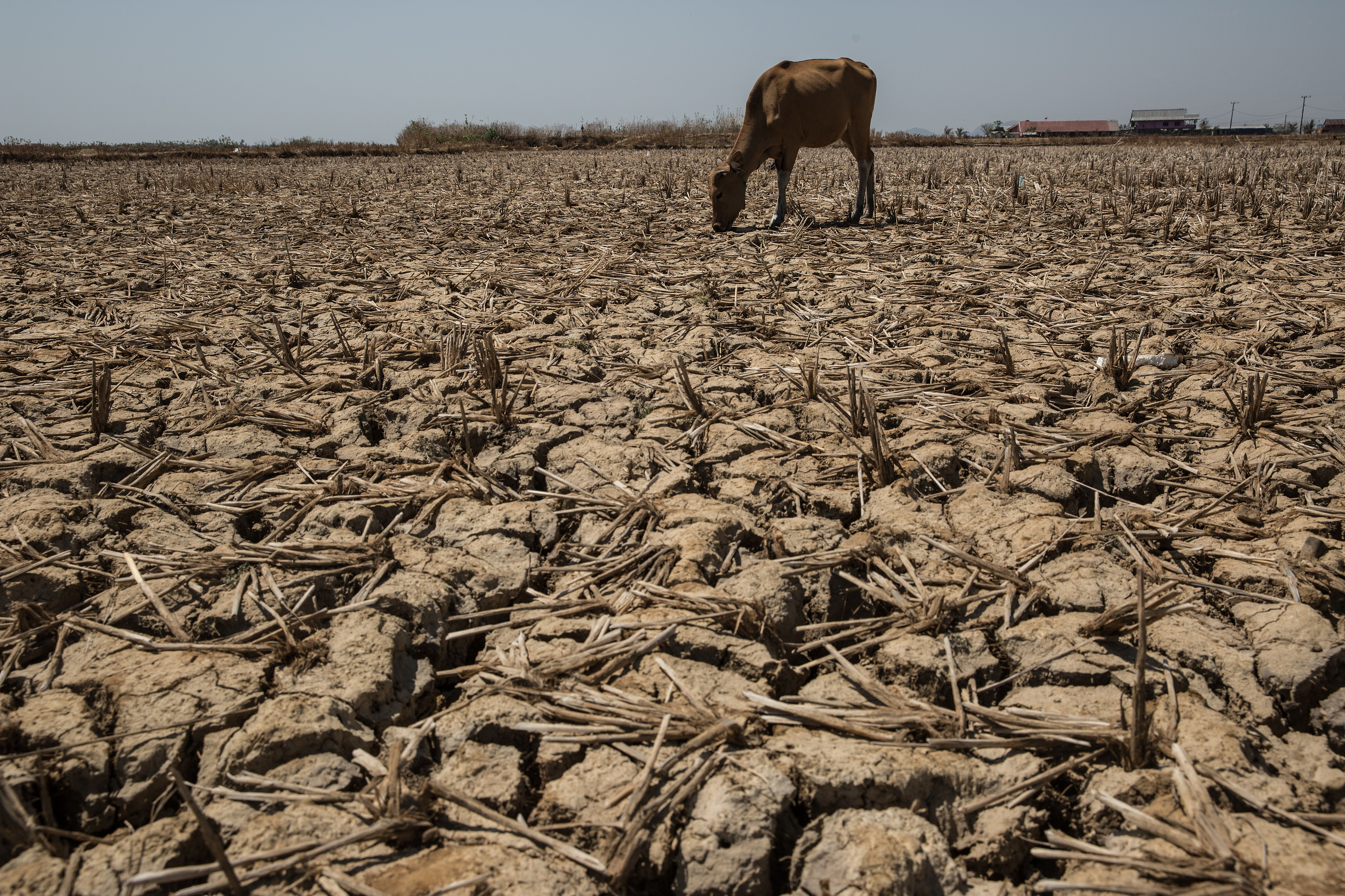 A cow eats unhulled rice from dried up rice field at Mangara Bombang village, Maros district. Indonesia's national disaster management agency has declared that the majority of the country's 34 provinces are experiencing drought caused by the El Nino weather phenomenon, the worst drought since 2010. Makassar, Indonesia, September 21, 2015. /VCG