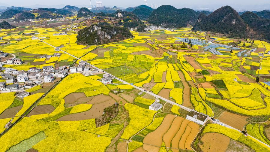 Blooming rapeseed flowers in Wayao Village of Mugang Town, Liupanshui City, southwest China's Guizhou Province, March 22, 2025. /Xinhua