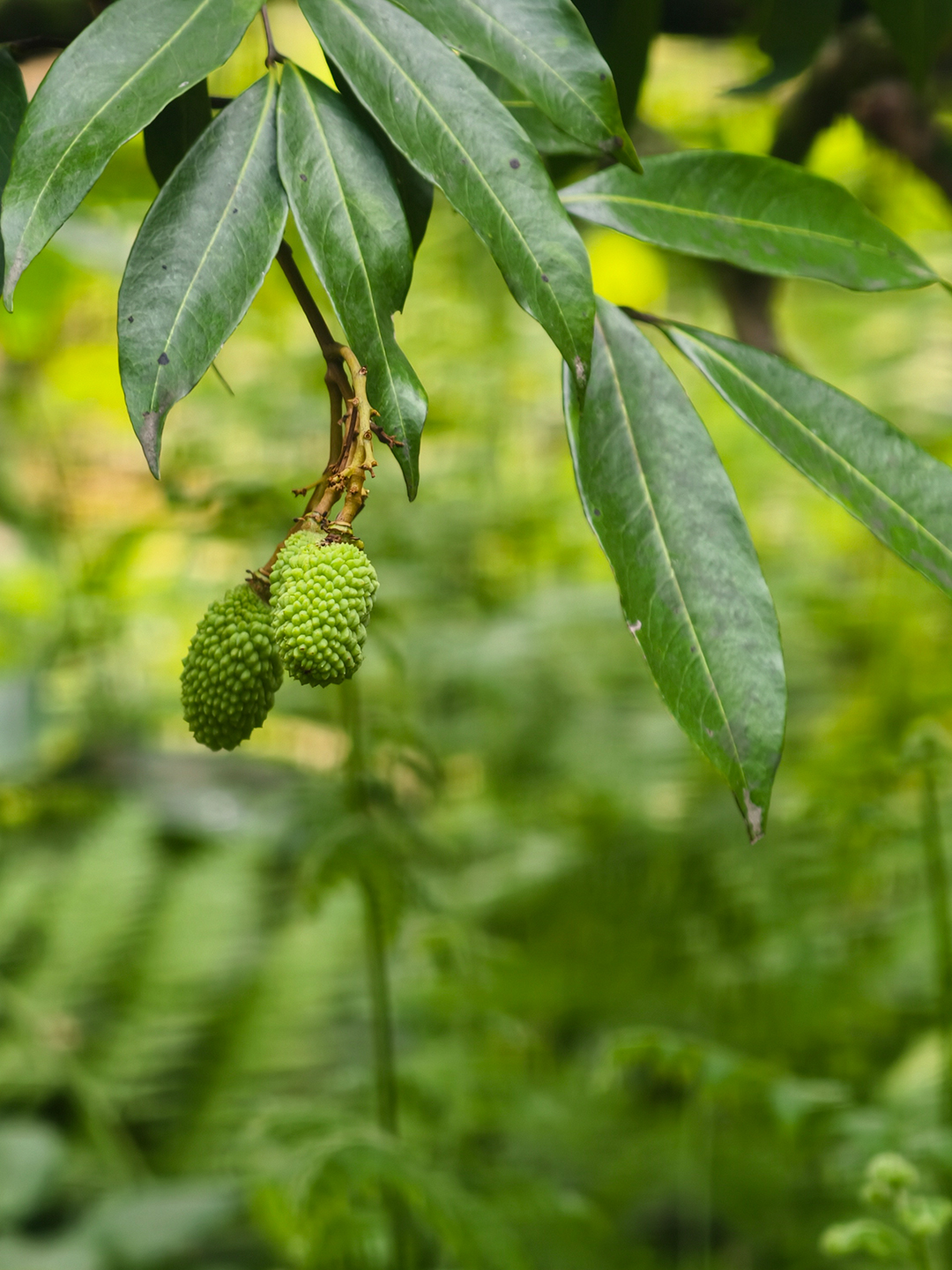 Step into an ancient lychee orchard, also a real filming location, where lush trees and the warm sunlight of the Lingnan region bring a story vividly to life. /CGTN 