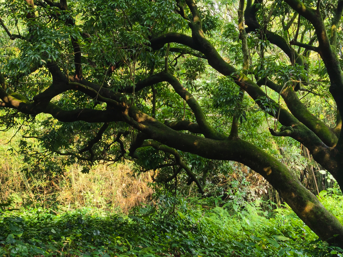 Step into an ancient lychee orchard, also a real filming location, where lush trees and the warm sunlight of the Lingnan region bring a story vividly to life. /CGTN  