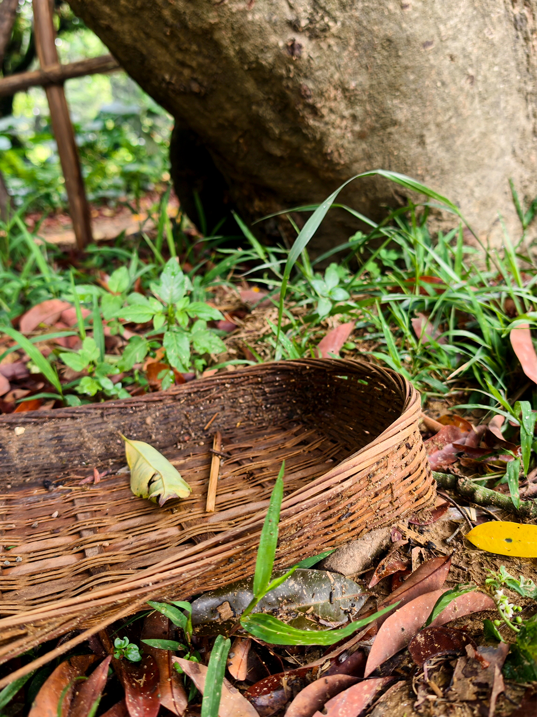 Step into an ancient lychee orchard, also a real filming location, where lush trees and the warm sunlight of the Lingnan region bring a story vividly to life. /CGTN  