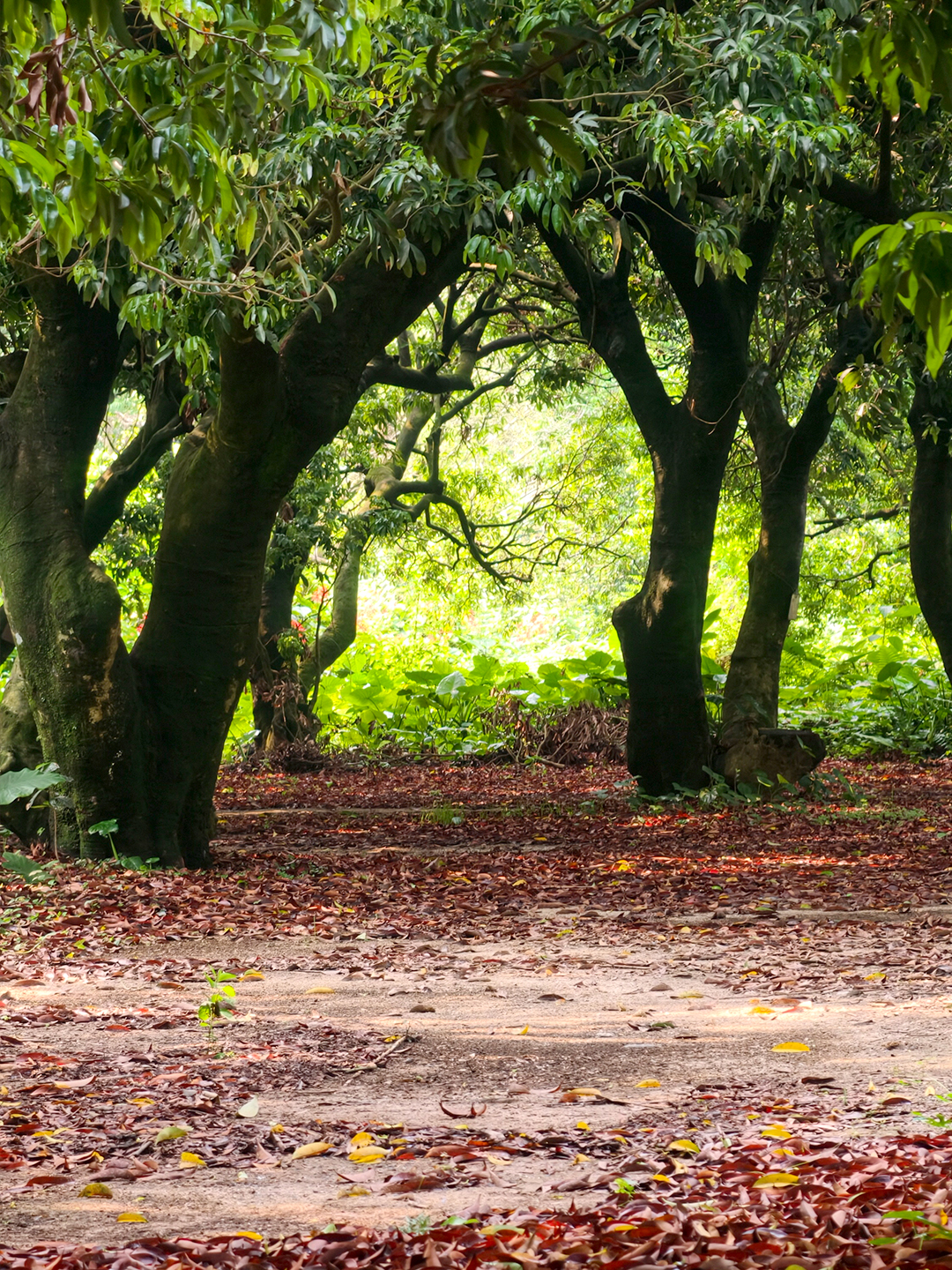 Step into an ancient lychee orchard, also a real filming location, where lush trees and the warm sunlight of the Lingnan region bring a story vividly to life. /CGTN  