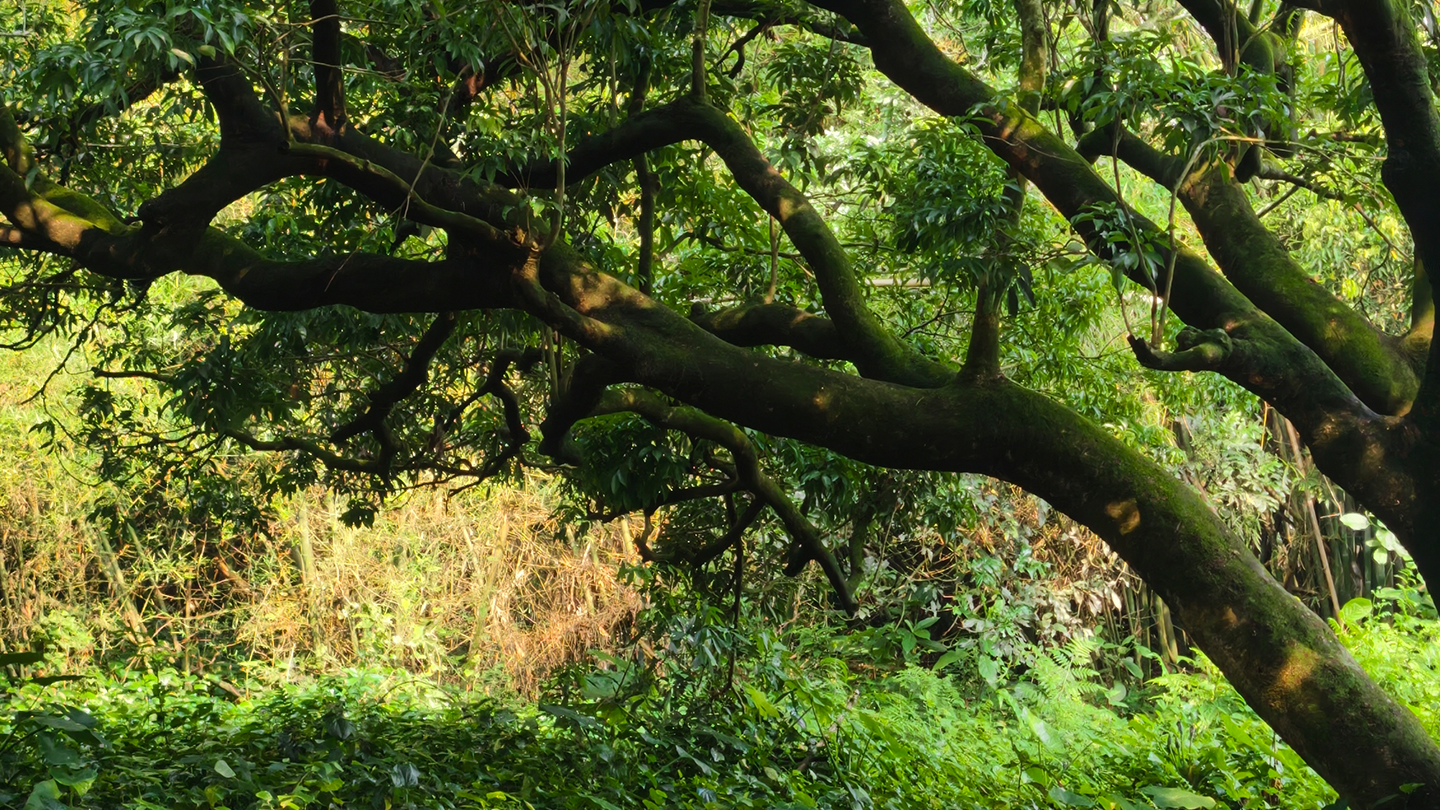 From screen to scene: Inside an ancient lychee orchard