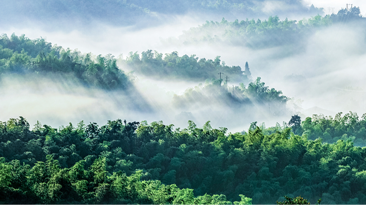 Live: Immerse yourself in the lush bamboo forests in southern Sichuan Province