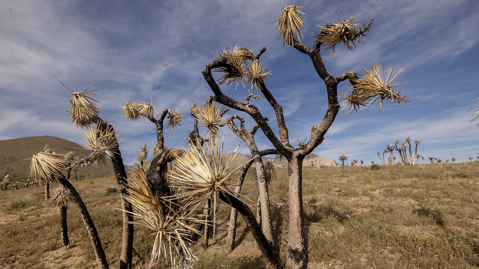 Record US drought fuels fears over fires, water and food prices