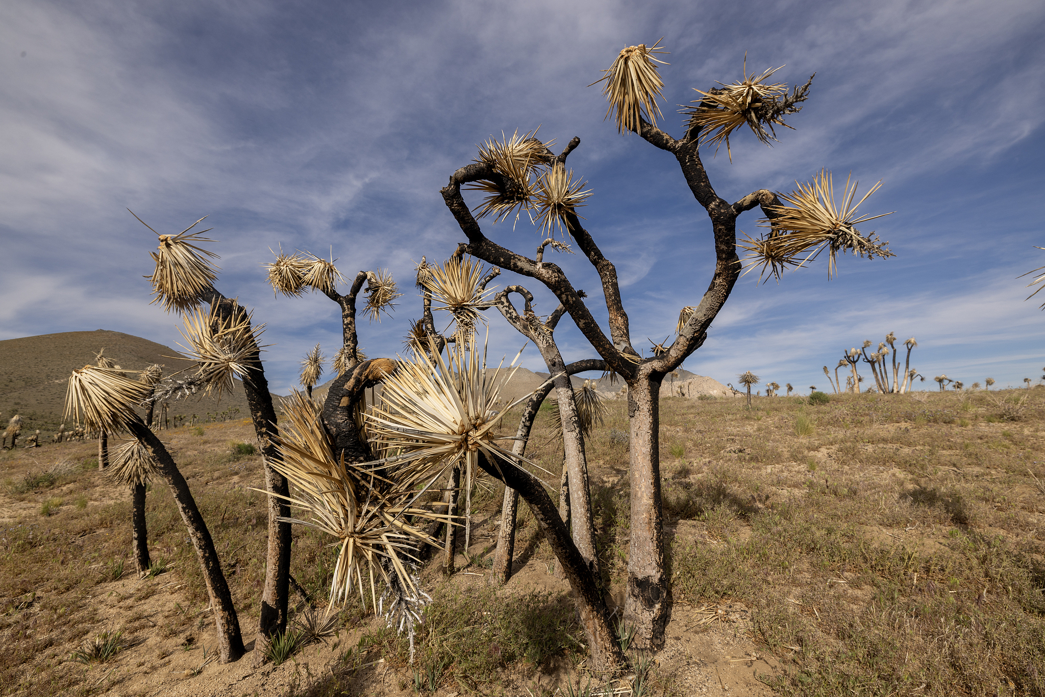 Climate change accelerates the demise of Joshua trees and chaparral yuccas in the Mojave Desert in California, US, March 26, 2026. /VCG