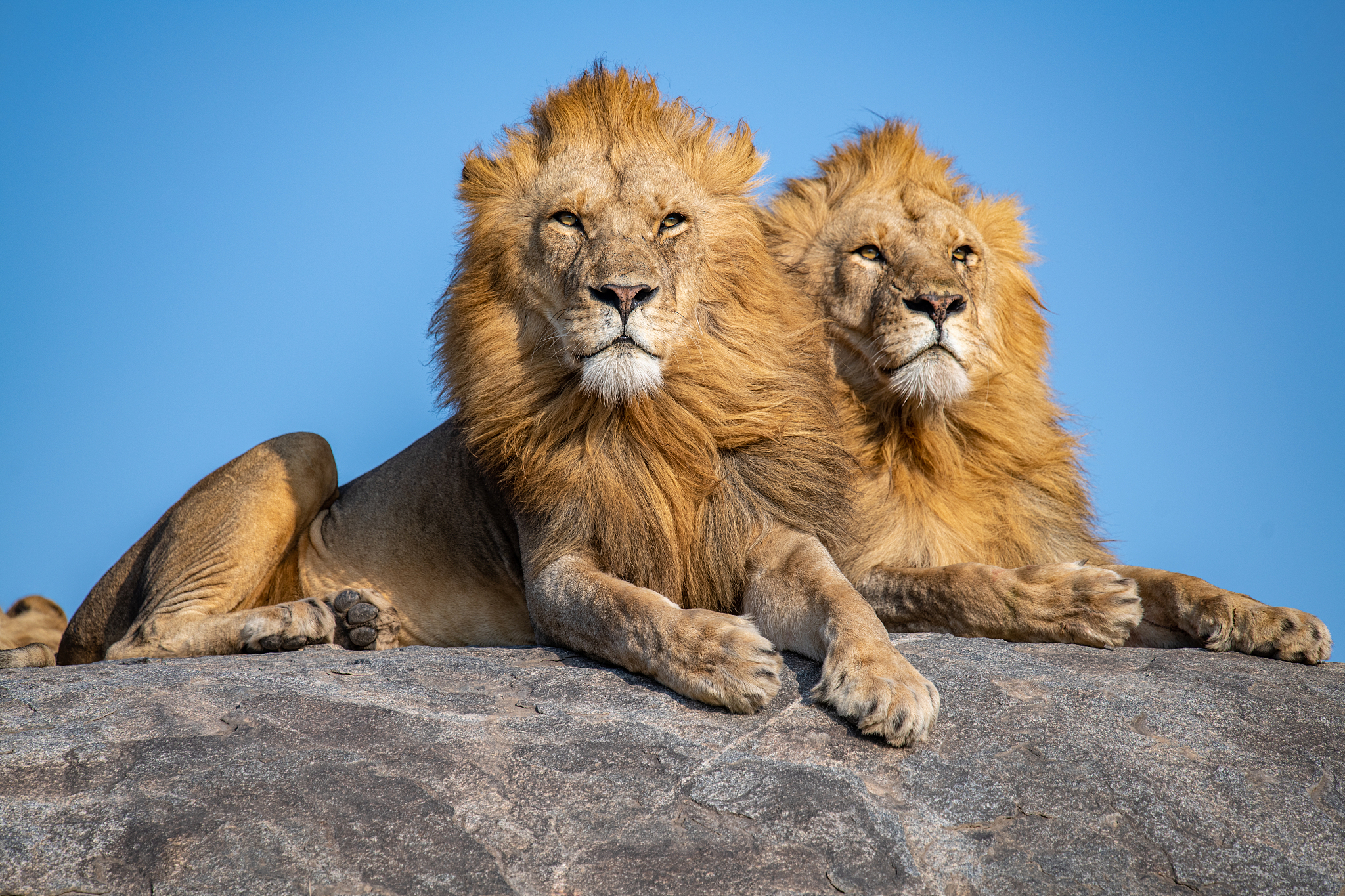 Two male lions are seen at the Serengeti, Tanzania, August 1, 2025. /VCG