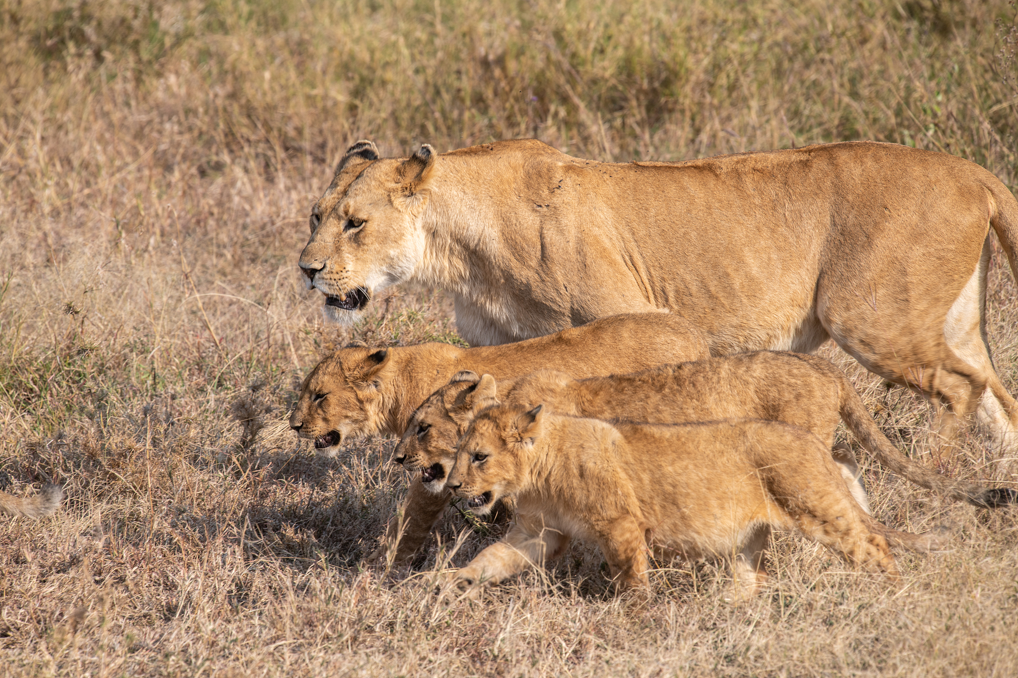 A female lion and three cubs are seen at the Serengeti, Tanzania, July 31, 2025. /VCG