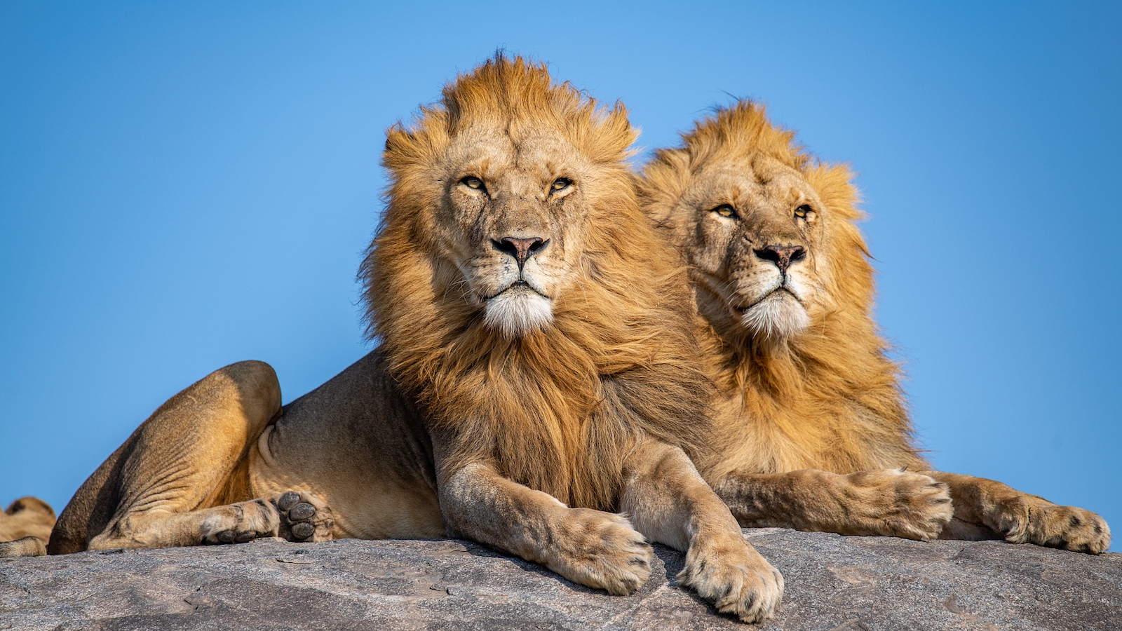 Tanzania's lion population reaches 17,000