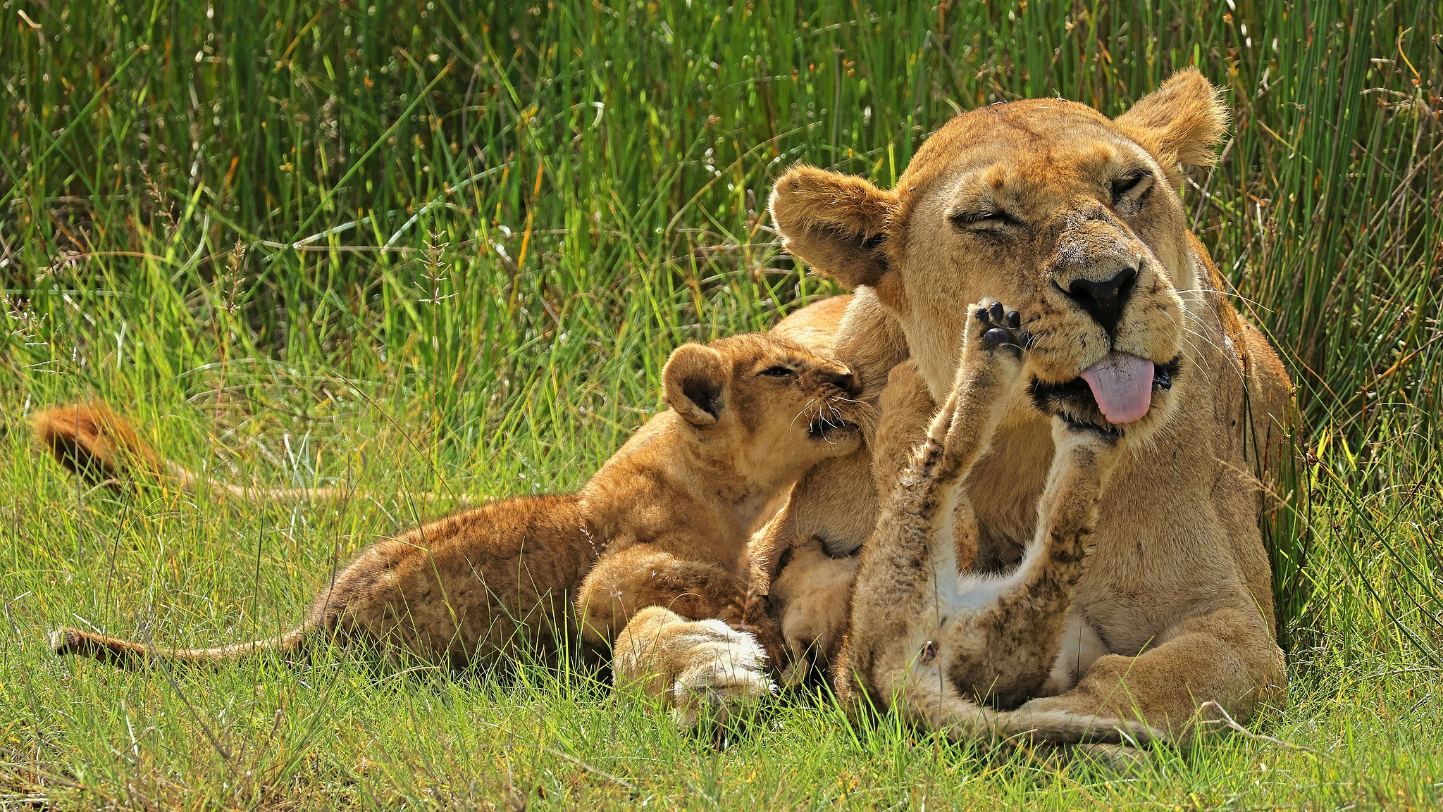 A mother lion relaxes with her cubs in Ndutu, Tanzania, October 1, 2024. /VCG