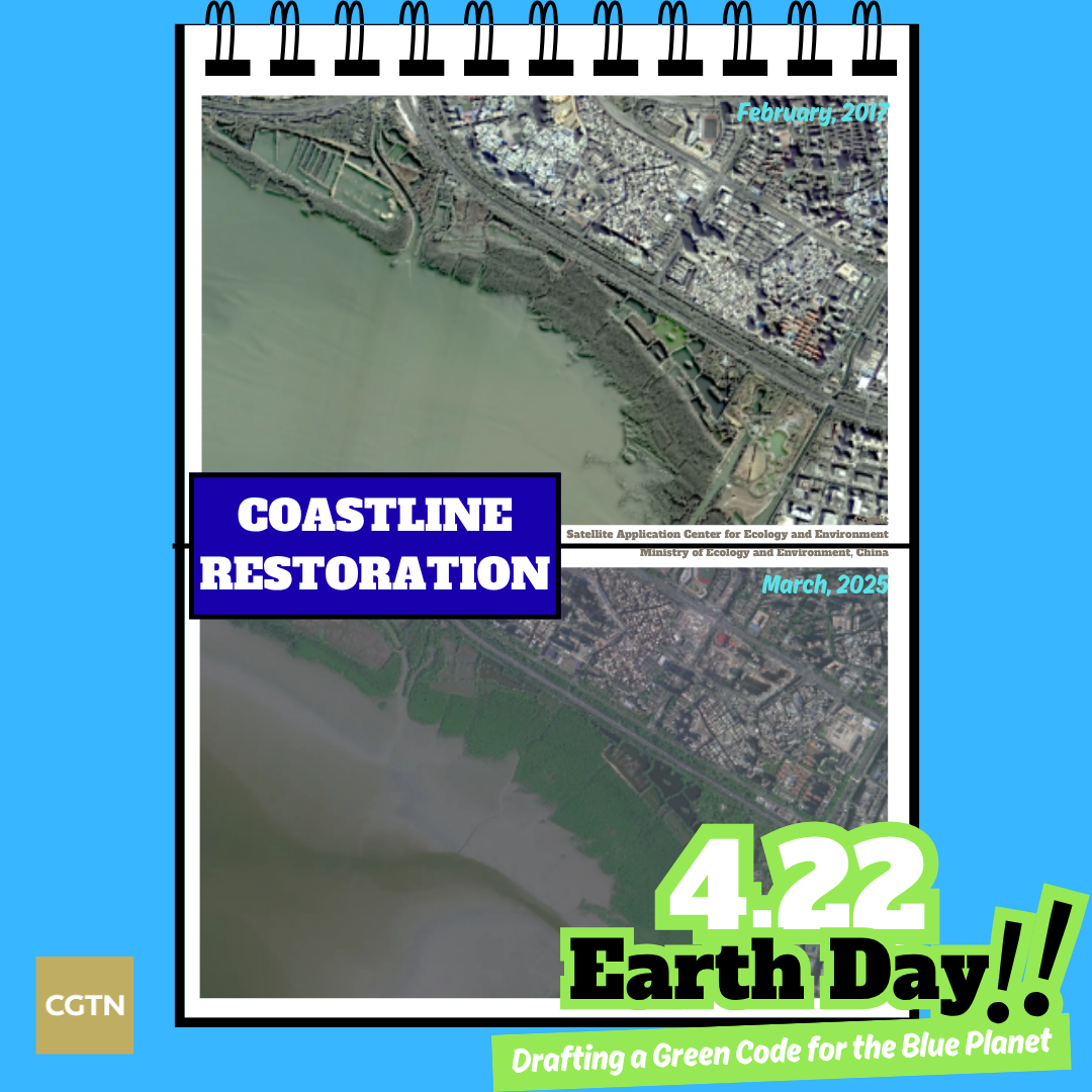 The before-and-after satellite images of mangrove in Shenzhen in south China's Guangdong Province. /Ministry of Ecology and Environment
