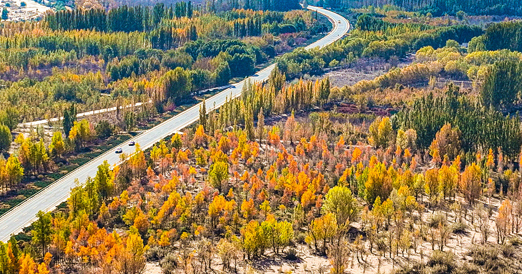 An aerial view of the Three-North Shelterbelt Forest in Linze county, Zhangye City, in northwest China's Gansu Province, October 20, 2025. /VCG