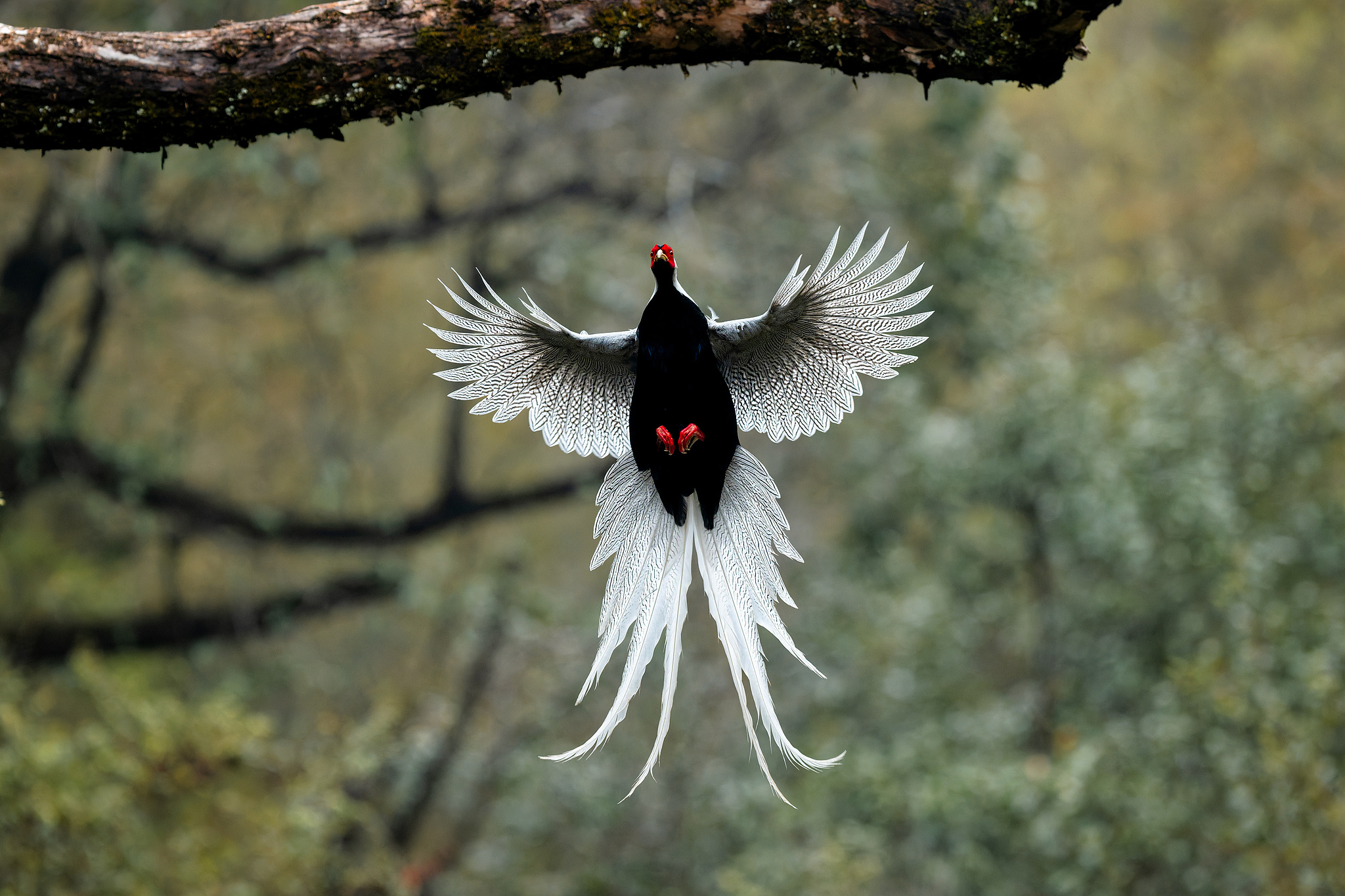 A silver pheasant is seen in the Qingshui She Ethnic Township, Fujian Province, southeast China, March 18, 2025. /VCG