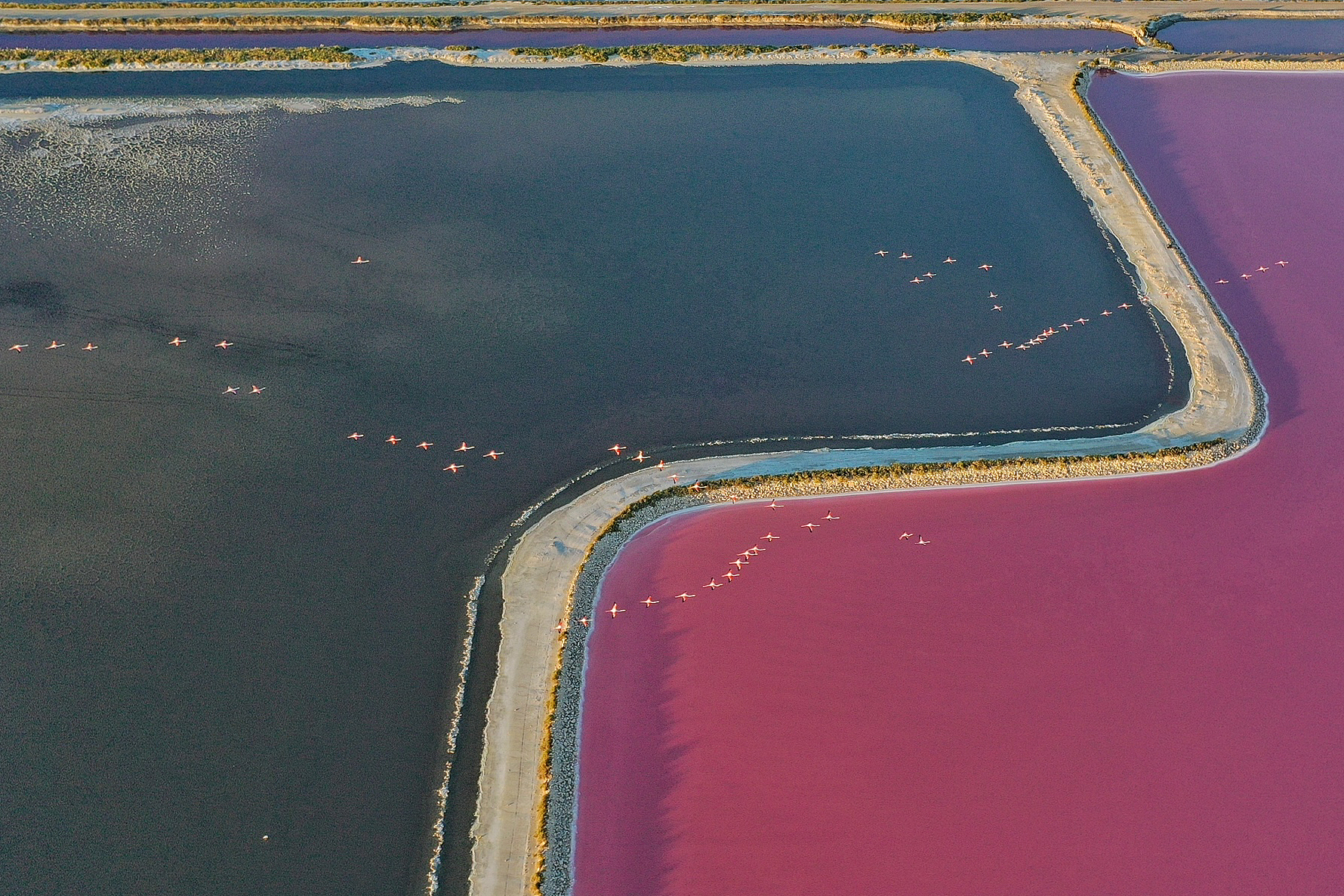 Flamingoes soar over pink salt flats in Camargue, France, May 30, 2025. /VCG
