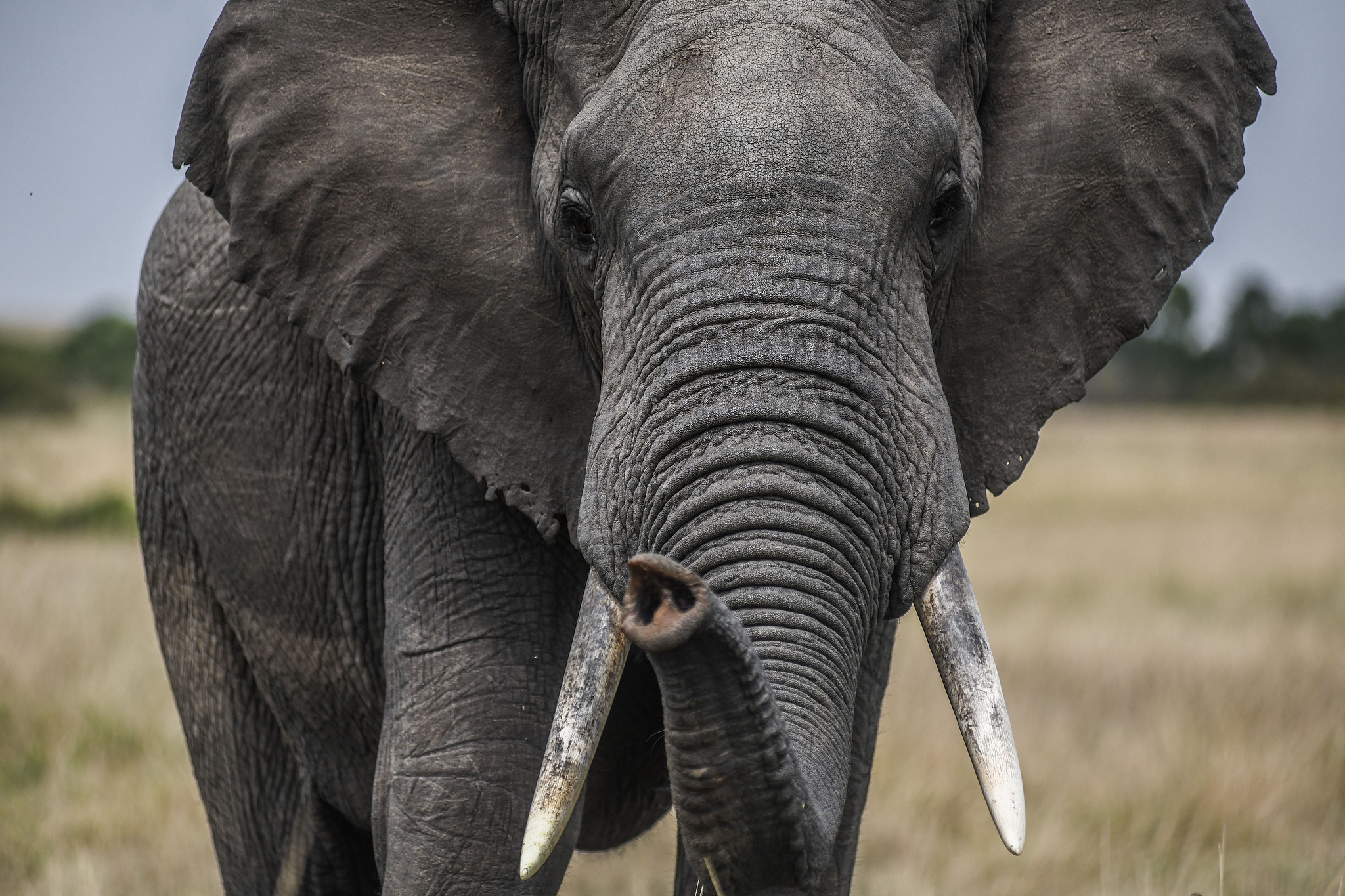 An elephant in the Masai Mara wildlife area in Kenya, August 9, 2025. /VCG