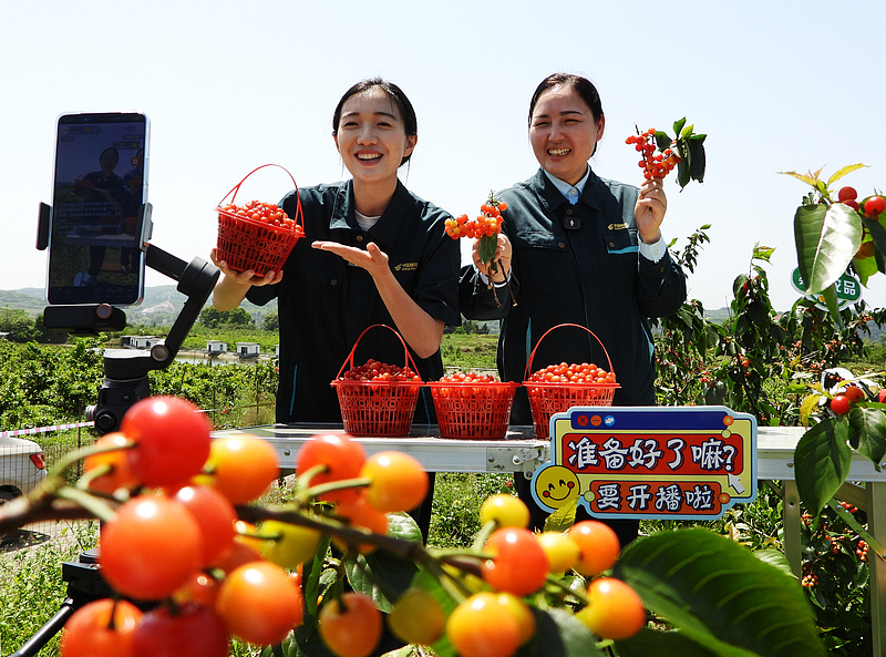 Workers pick selenium-enriched agate red cherries at the Local Custom Ecological Park and sell them via live streaming in Yunfeng Community, Qu County, Dazhou City, Sichuan Province, April 17, 2026. /CFP