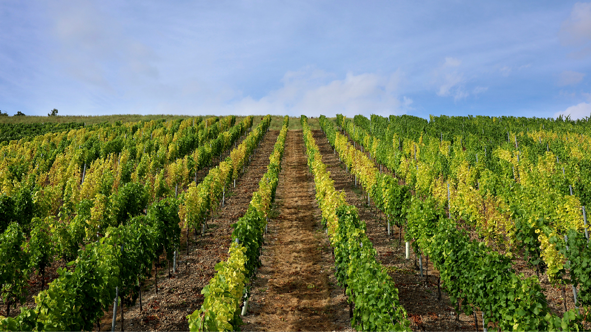 UN report: Extreme heat threatens global agrifood systems