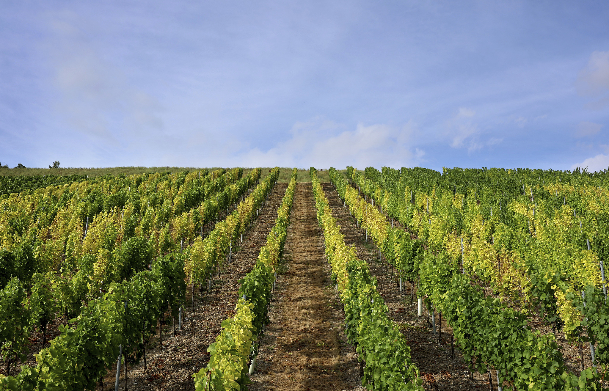 The leaves on the vines of a vineyard are partially discolored yellow amidst extreme heat in Randersacker, Bavaria, Germany, July 8, 2025. /VCG