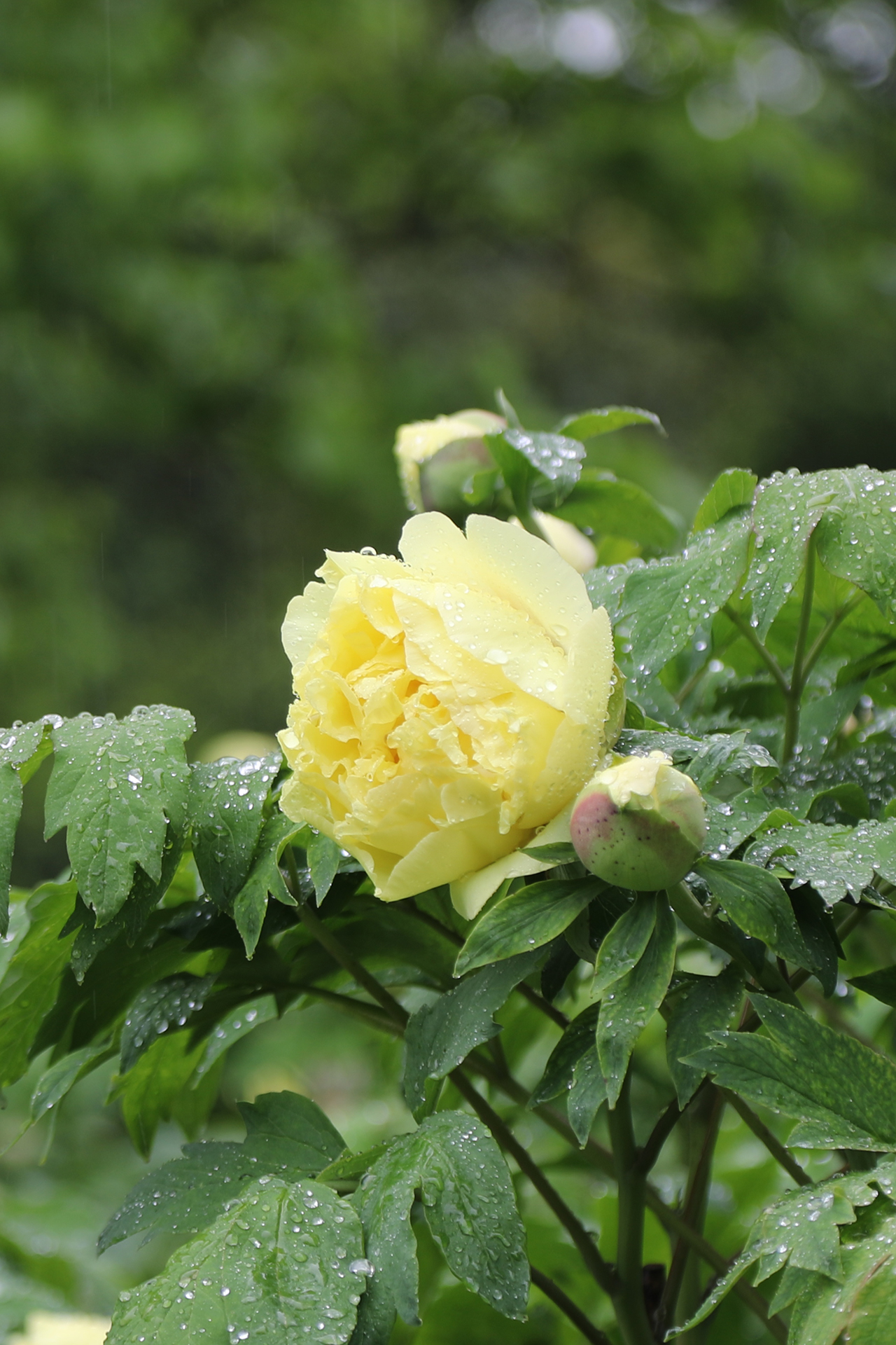 Peonies are dotted with raindrops at Luoyang International Peony Garden in Luoyang, Henan Province on April 21, 2026. /CGTN