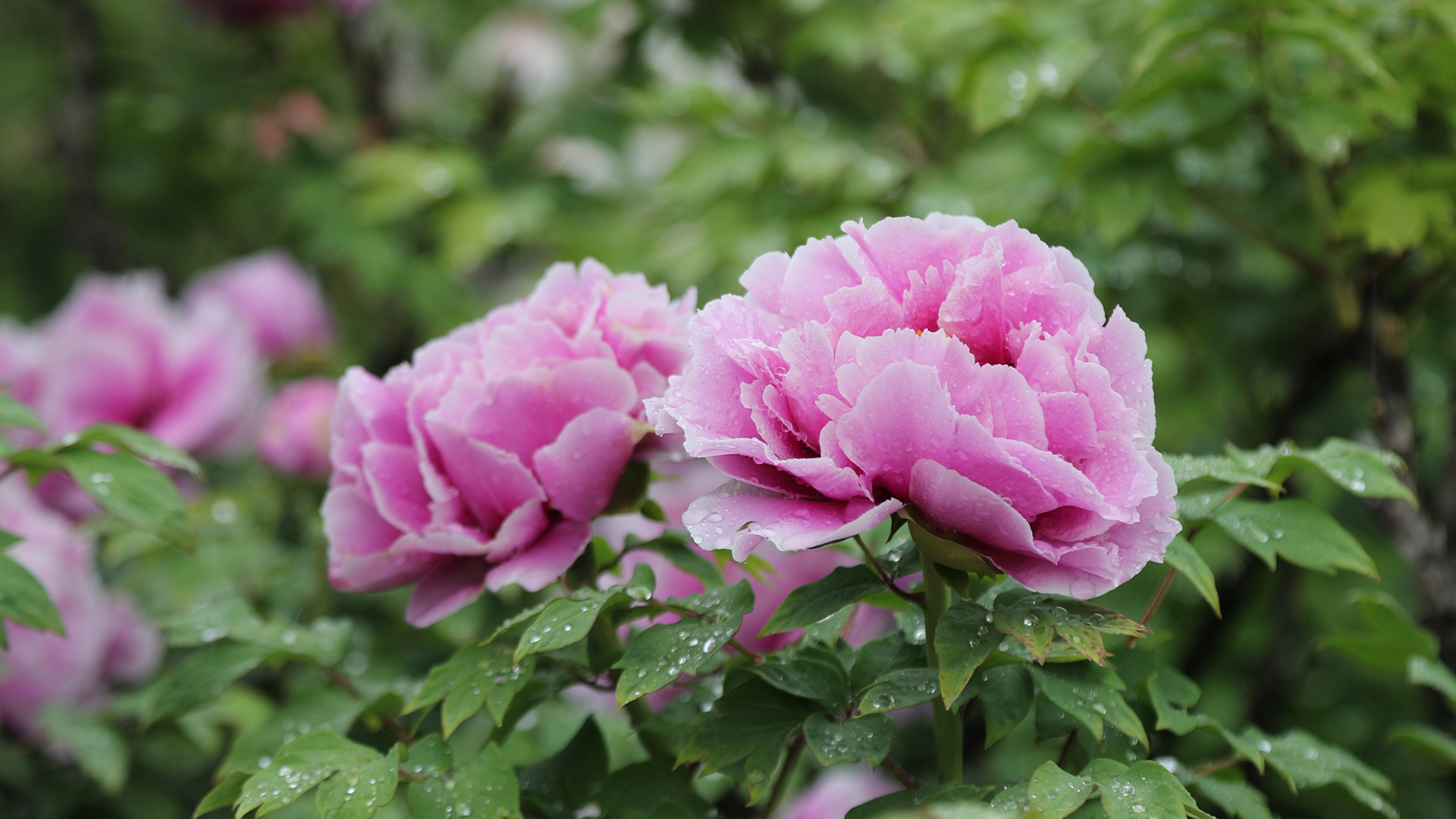 Peonies amid rainfall: A different kind of charm