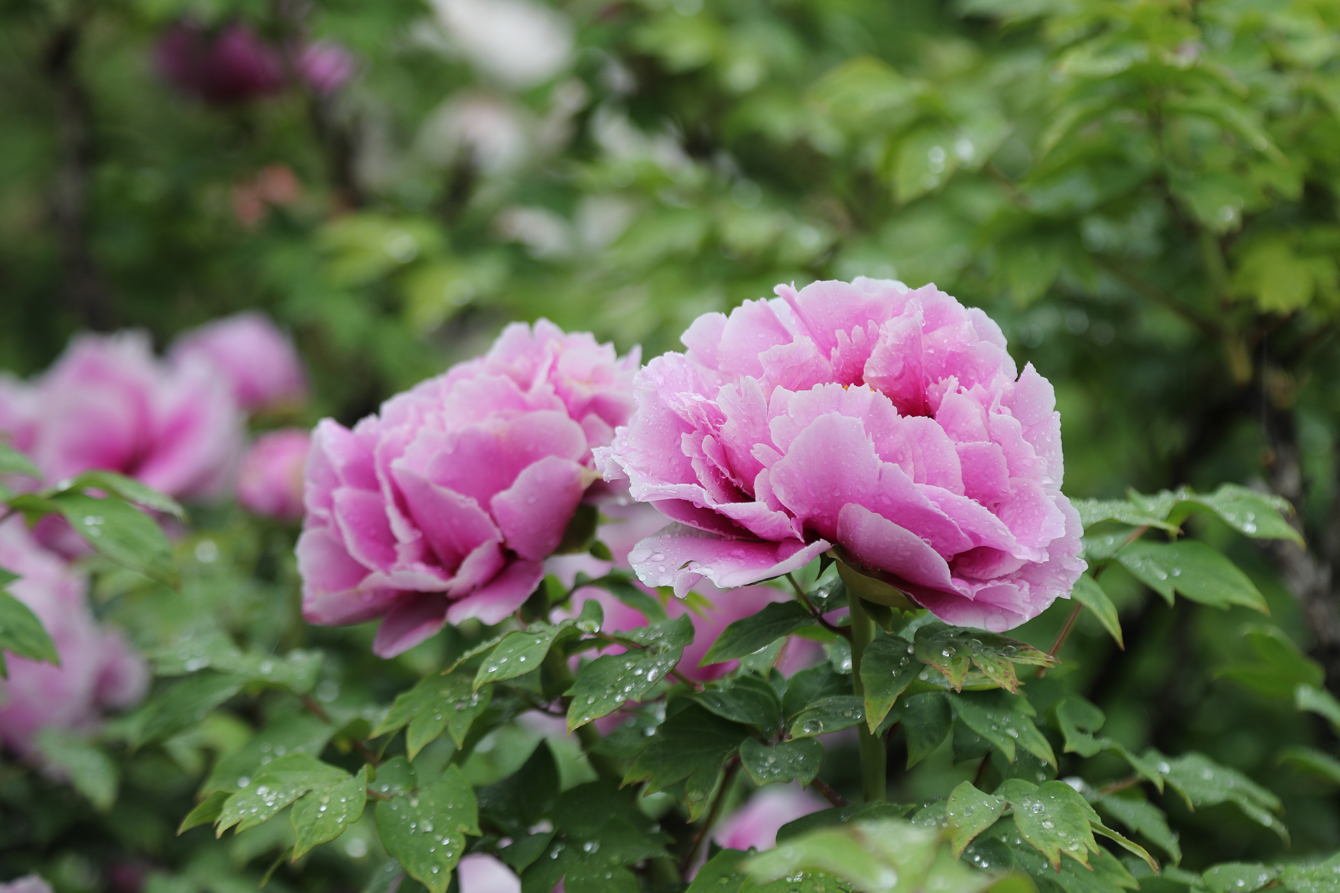 Peonies are dotted with raindrops at Luoyang International Peony Garden in Luoyang, Henan Province on April 21, 2026. /CGTN